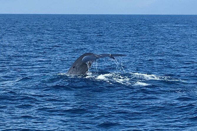 Mirissa Whale & Dolphin Watching Cruise with Geeths Crew - FAQ