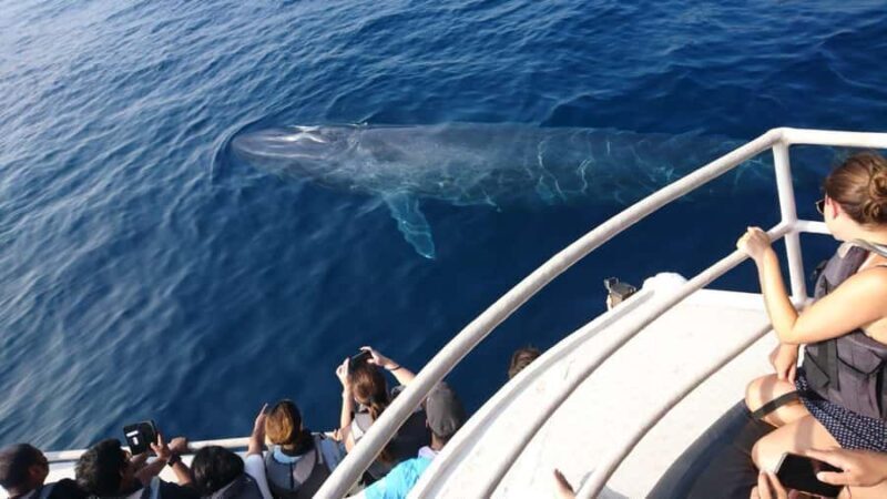 Mirissa: Whale & Dolphin Watching Cruise with Geeths Crew - Mirissa: Whale & Dolphin Watching Cruise with Geeths Crew