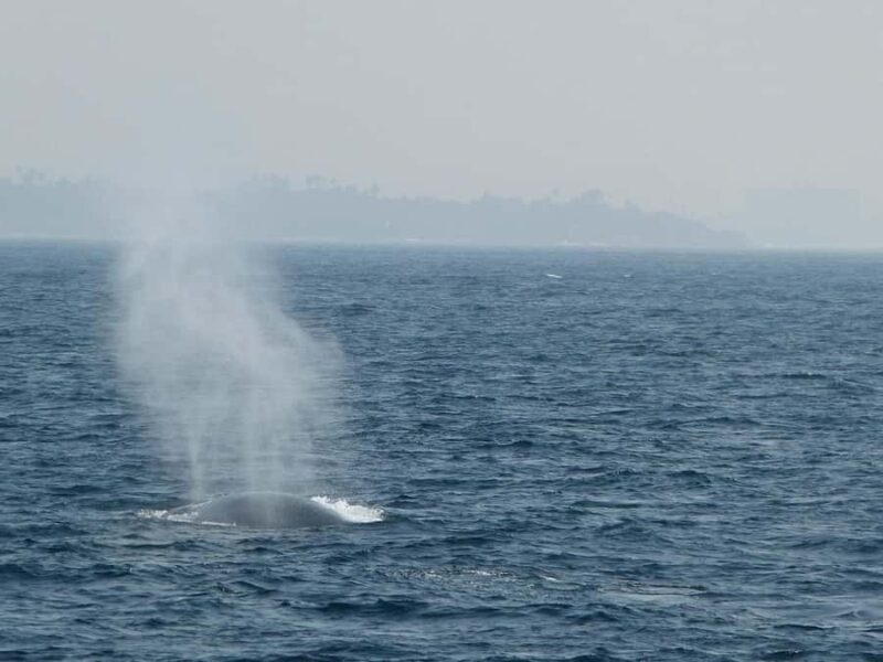 Mirissa: Whale & Dolphin Watching Cruise with Geeths Crew - Who is This Tour Best For?