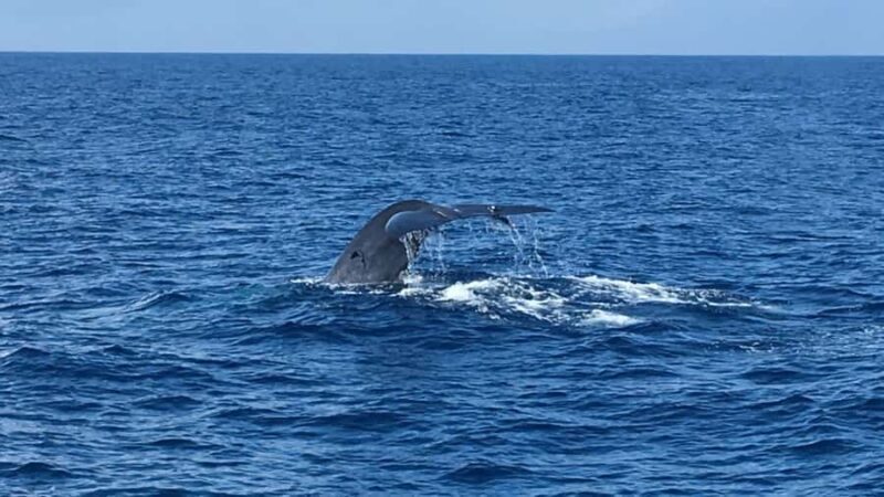 Mirissa: Whale & Dolphin Watching Cruise with Geeths Crew - The Sum Up