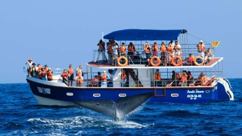Mirissa: Whale & Dolphin Watching Trip with Private Transfer - Practical Tips for Your Trip