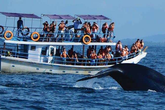 Mirissa Whale-Watching Boat Trip  - Galle - Cancellation Policy