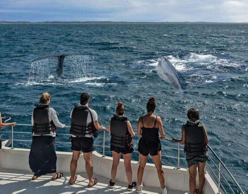 Mirissa: Whale Watching Cruise - Why We Think This Tour Is Worth It
