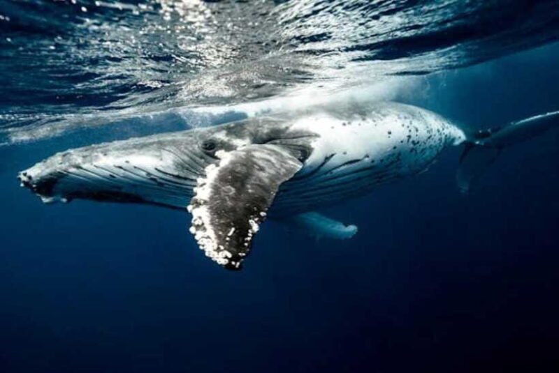 Mirissa: Whale Watching Cruise - Who Will Love This Tour?