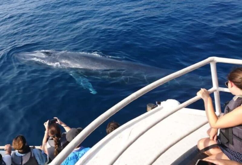 Mirissa: Whale Watching Cruise With Blue Whales & Dolphins - The Sum Up
