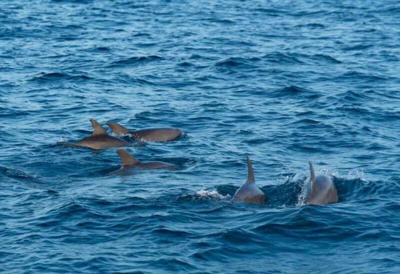 Mirissa: Whale Watching Cruise With Blue Whales & Dolphins - FAQ