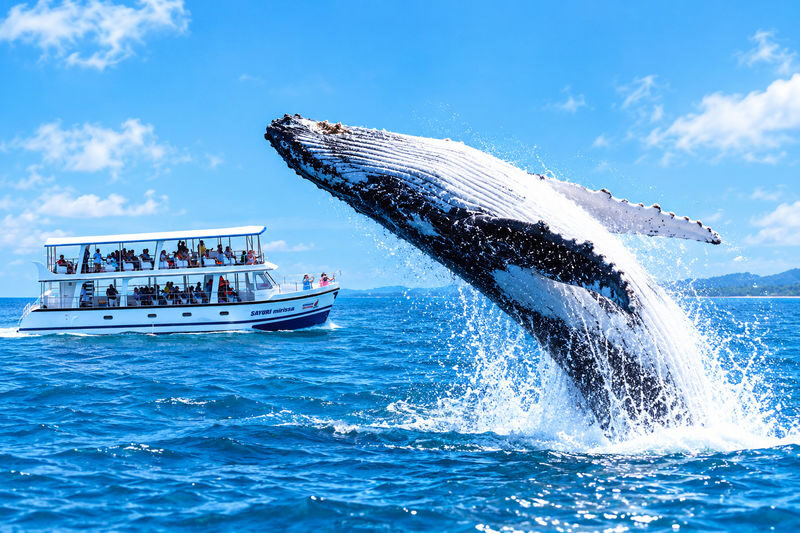 Mirissa: Whale Watching Cruise With Blue Whales & Dolphins - At a glance: what matters most