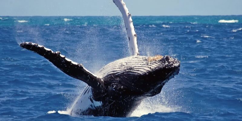 Mirissa: Whale Watching Cruise With Blue Whales & Dolphins - Who will enjoy this cruise most