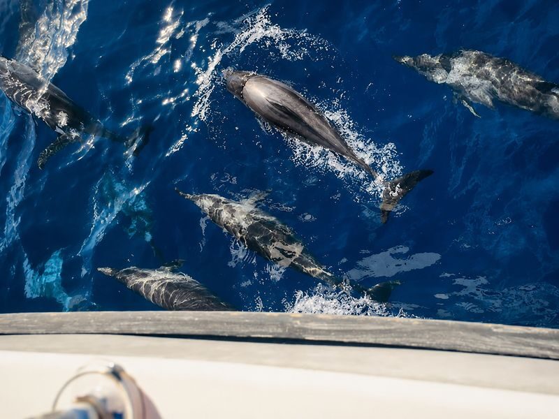 Mirissa: Whale Watching Cruise With Blue Whales & Dolphins - Should you book it?