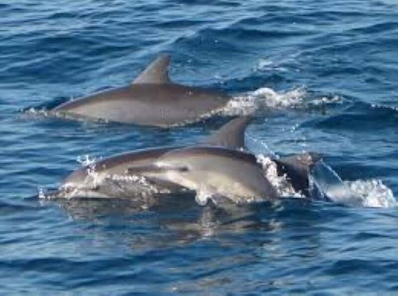 Mirissa: Whale watching day trip from Colombo and Ahungalla - Good To Know  