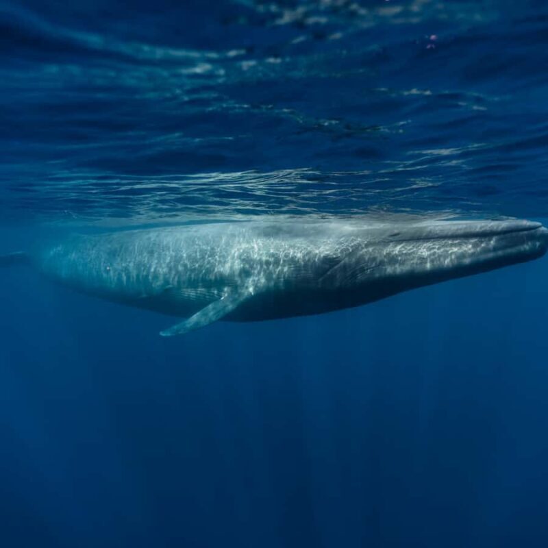 Mirissa: Whale watching day trip from Colombo and Ahungalla - What’s It Like Out at Sea?