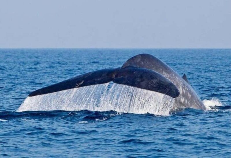 Mirissa: Whale watching day trip from Colombo and Ahungalla - What Makes This Tour Valuable