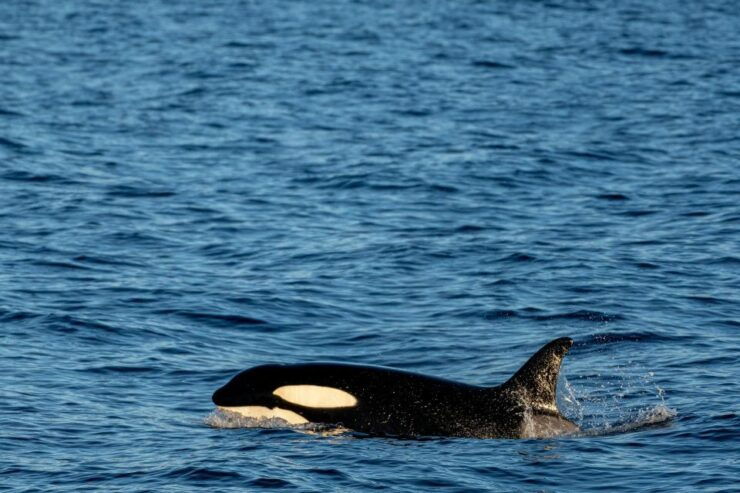 Mirissa Whale Watching Experience With Seafood Lunch - Activity Details