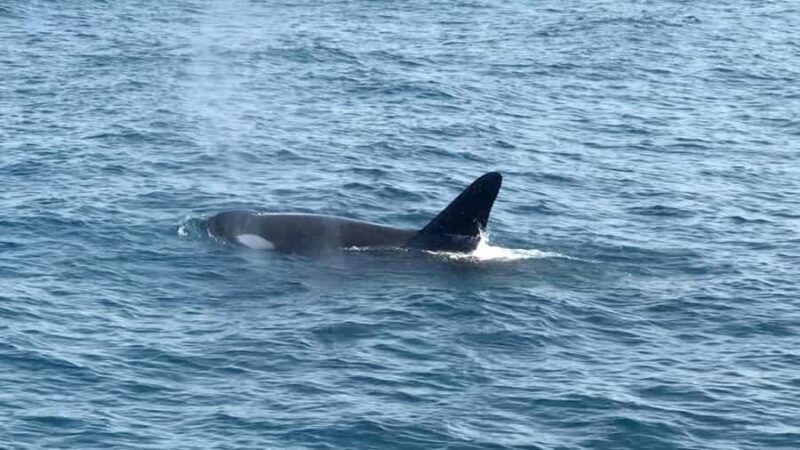 Mirissa Whale Watching Super Luxury Speedboat Private Trip - An In-Depth Look at the Mirissa Whale Watching Private Trip