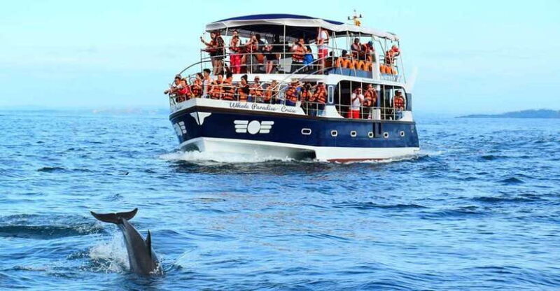 Mirissa Whale Watching, Tour A Once-in-a-Lifetime Experience - What to Expect on the Mirissa Whale Watching Tour