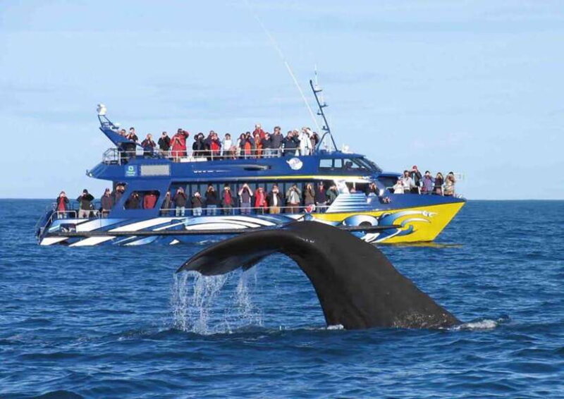 Mirissa Whale Watching, Tour A Once-in-a-Lifetime Experience - FAQ