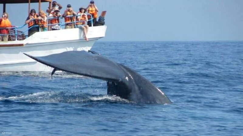 Mirissa: Whale Watching Tour From Colombo or Negombo - Introduction