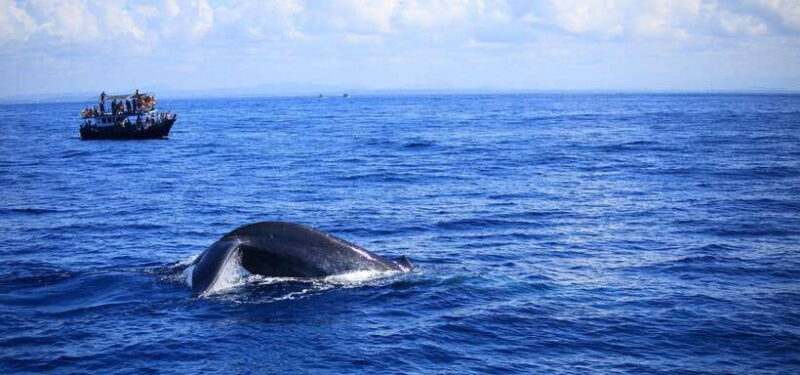 Mirissa: Whale Watching Tour From Colombo or Negombo - Good To Know