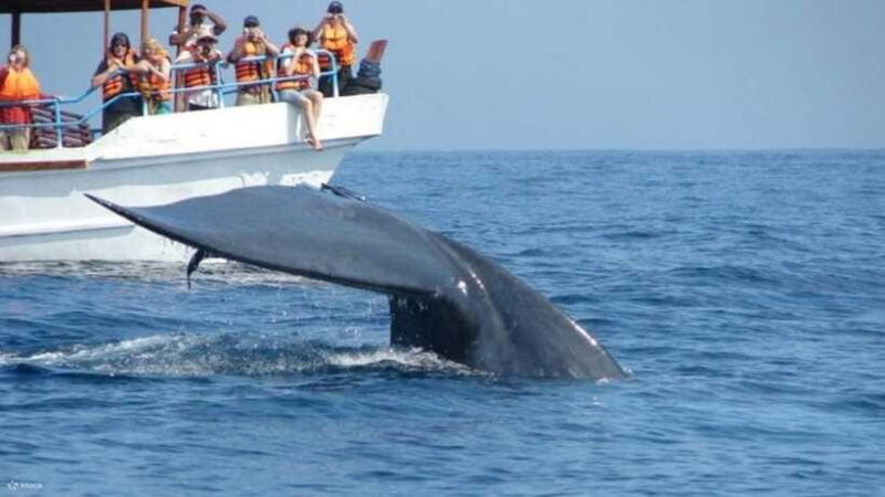 Mirissa: Whale Watching Tour From Colombo or Negombo - The Sum Up