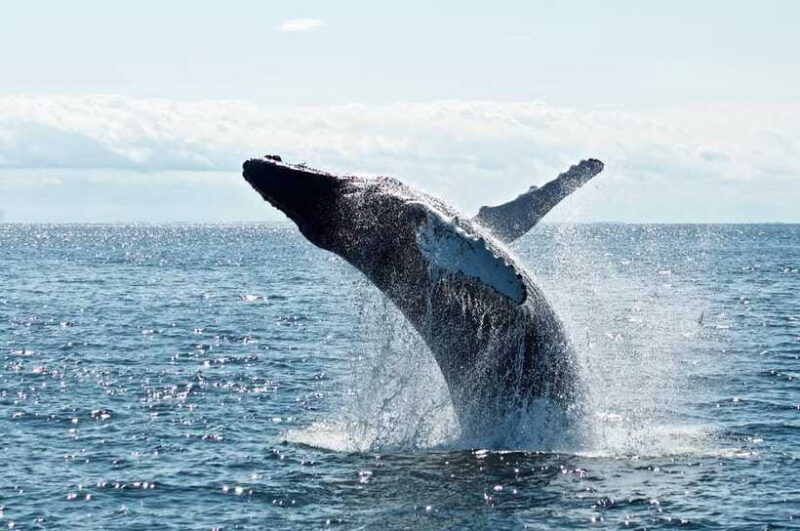 Mirissa: Whale Watching Tour From Colombo or Negombo - Why Choose This Tour?