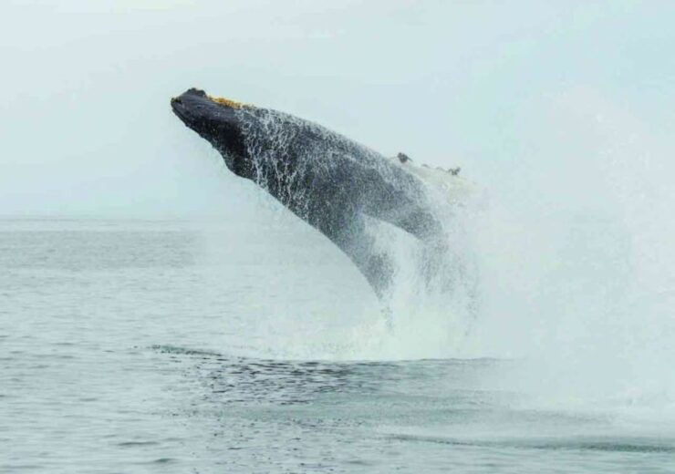 Mirissa: Whale Watching Tour - Whale Watching Experience