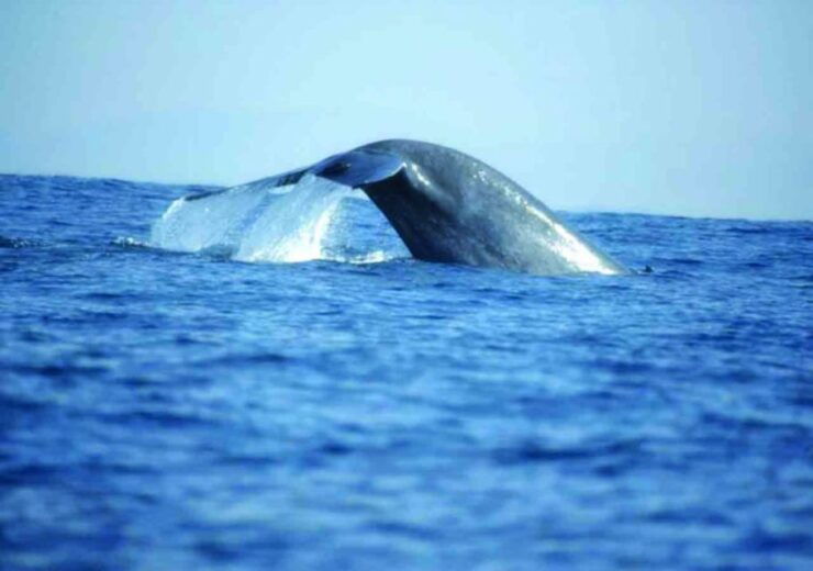 Mirissa: Whale Watching Tour - Transportation