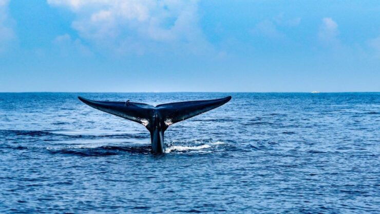 Mirissa Whale Watching Tour With Free Breakfast Onboard - Free Cancellation and Flexible Payment Options