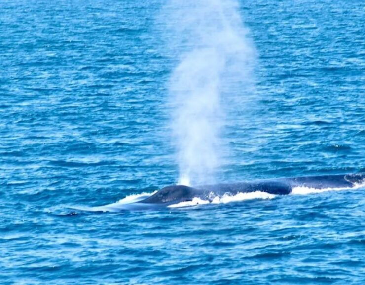 Mirissa Whale Watching Tour With Free Breakfast Onboard - Tour Duration and Availability