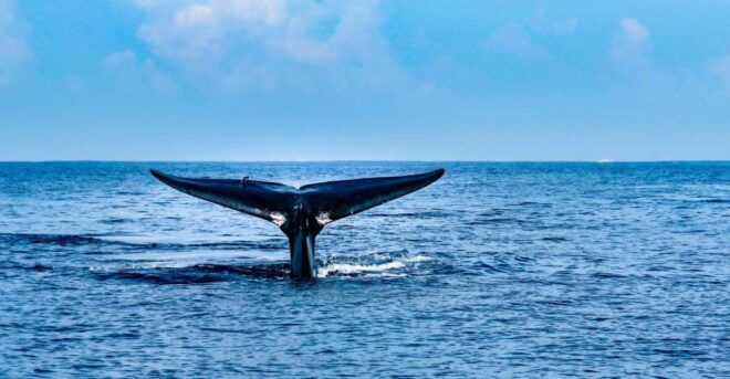 Mirissa Whale Watching Tour With Free Breakfast Onboard - Detailed Description of the Tour