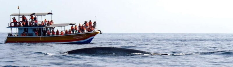 Mirissa Whale Watching-Yala Safari & Galle Fort Night Escape - Good To Know