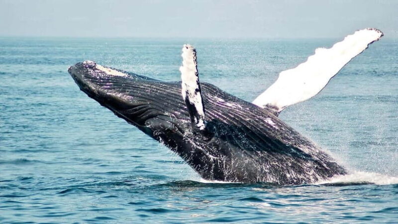 Mirissa Whale Watching-Yala Safari & Galle Fort Night Escape - What Makes This Tour Stand Out