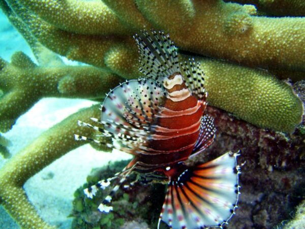 Mission Beach: Great Barrier Reef Snorkel or Dive Cruise - Final Thoughts