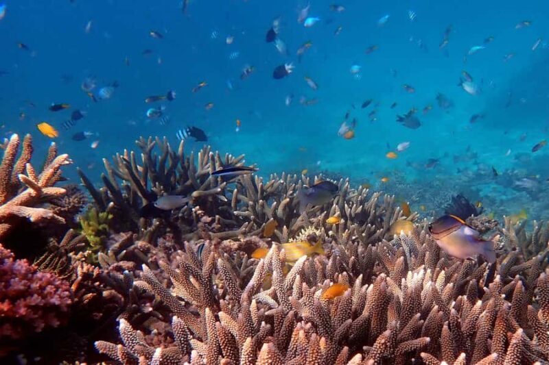 Mission Beach: Outer Great Barrier Reef & Dunk Island Tour - An Authentic Reef Adventure from Mission Beach