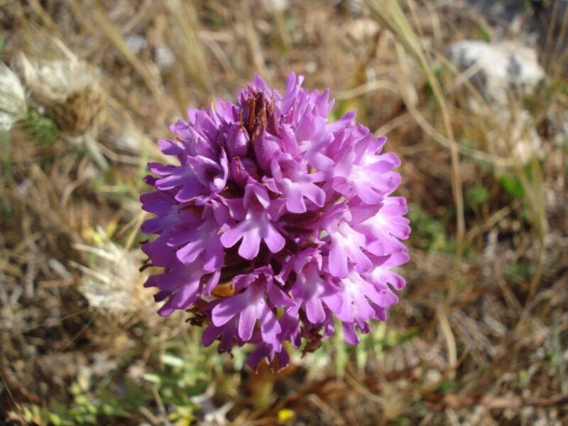 Mistra Valley and Selmun Private Nature Tour with Transport - A Closer Look at the Experience