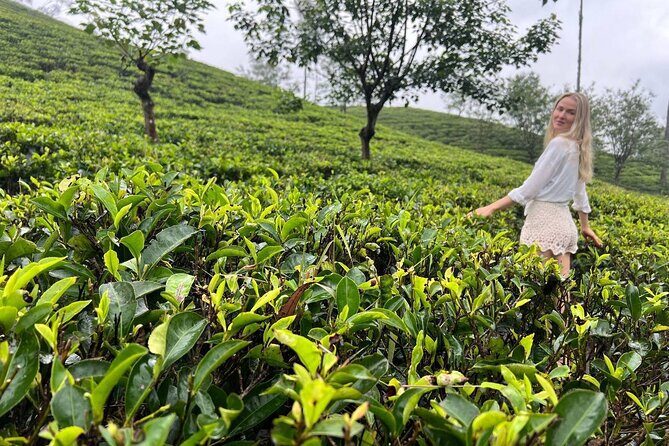 Misty Escapes From Colombo to Dreamy Hills of Ella - The Sum Up