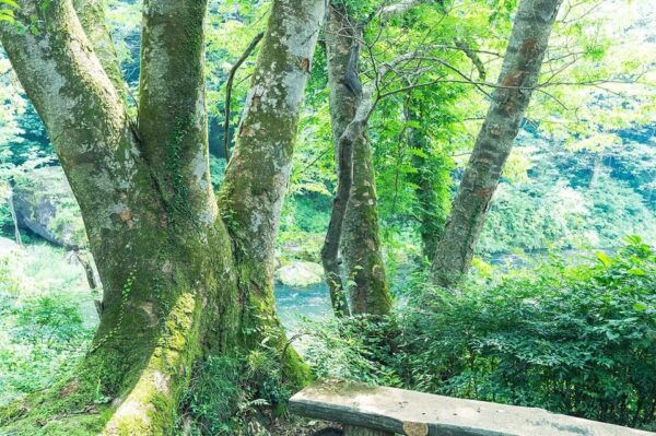 Mitake Ravine Hiking, Sake, and Art Tour - Meeting Information