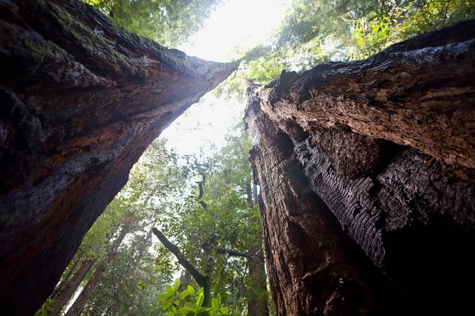 Mix & Save: Muir Woods and Sausalito Escape From the Rock Cruise - Additional Details
