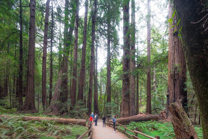 Mix & Save: Muir Woods and Sausalito Escape From the Rock Cruise - The Sum Up
