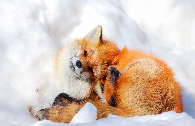 Miyagi Ginzan Onsen and Fox Village Full-Day Interactive Tour - Two very different sides of Miyagi and Yamagata