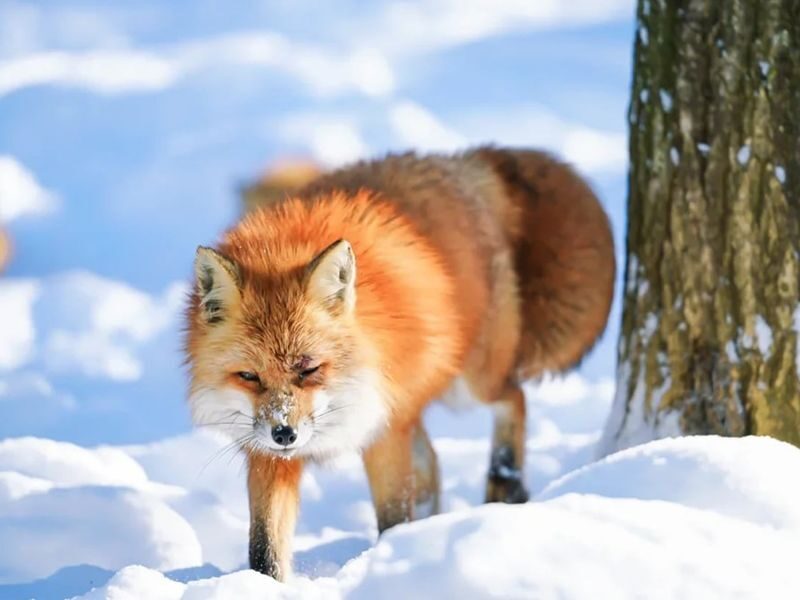 Miyagi Zao Fox Village, Tsurigane-an, & Ginzan Onsen One day Tour - A Sendai day trip built around three distinct stops