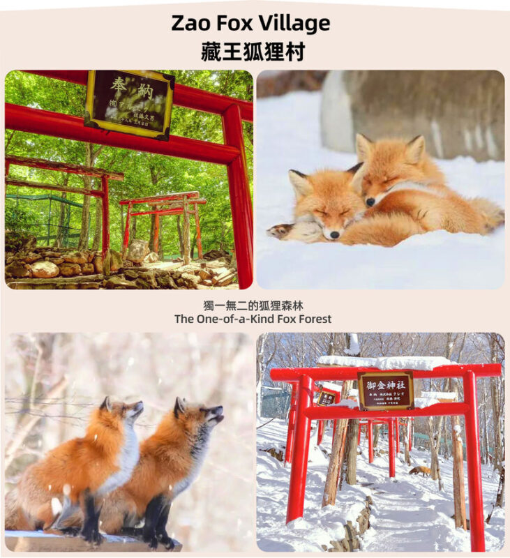 Miyagi Zao Fox Village, Tsurigane-an, & Ginzan Onsen One day Tour - Fox Village: close encounters, with rules to respect