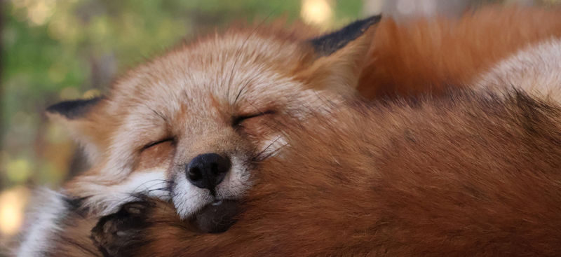 Miyagi Zao Okama Crater & Fox Village Day Trip (From Sendai) - Okama: a remarkable view that needs good weather