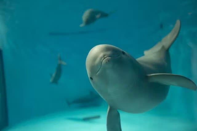 Miyajima Aquarium Ticket - What to Know Before You Go