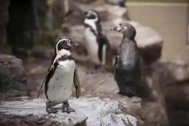 Miyajima Aquarium Ticket - A Local Aquarium With More Than a Quick Look