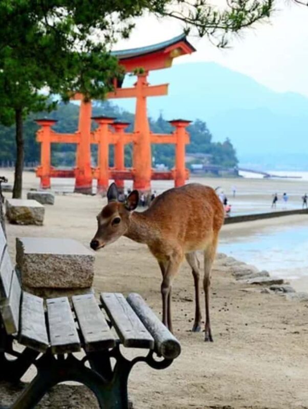 Miyajima & Hiroshima Peace Memorial Private Guided Tour - Who Will Love This Tour?