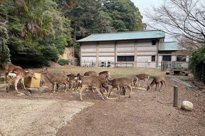 Miyajima Island Tour With Certified Local Guide - Meeting and Pickup Details