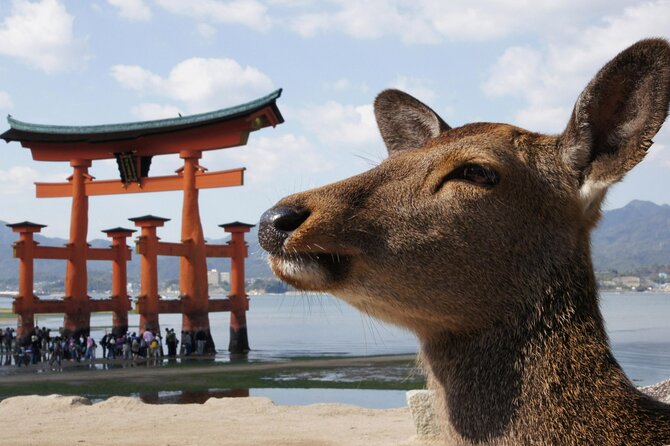 Miyajima & Tottori 2 Day Bus Tour From Hiroshima, Osaka, or Kyoto - Frequently Asked Questions