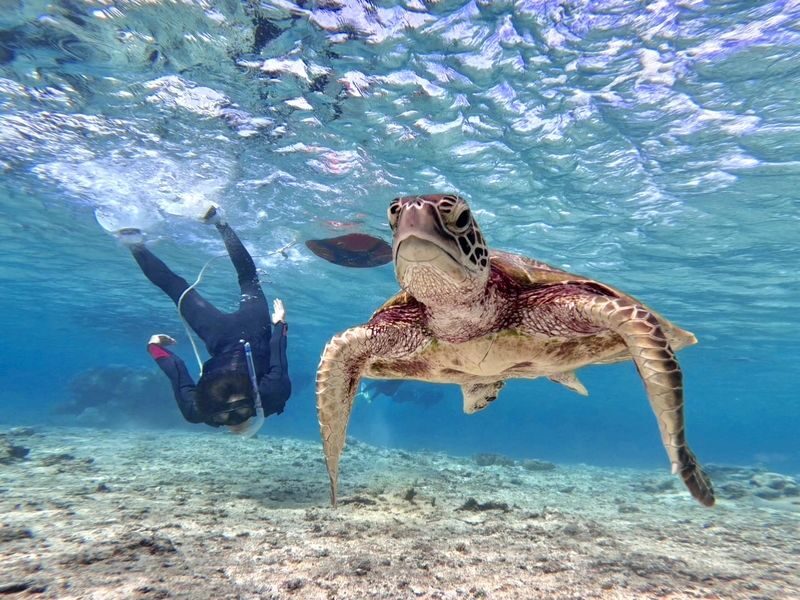 Miyako Island Sea Turtle Snorkeling & Beach SUP or Canoe 1-Day/Half-Day Experience (Okinawa) - The guides, safety, and photos