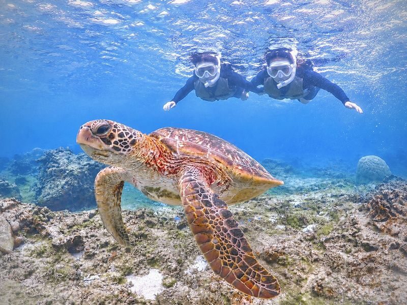 Miyako Island Sea Turtle Snorkeling Half-Day Experience (Okinawa) - What to know before you book