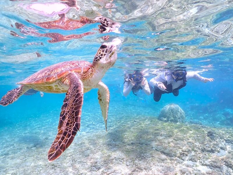 Miyako Island Sea Turtle Snorkeling Half-Day Experience (Okinawa) - The timing is shorter than the name suggests